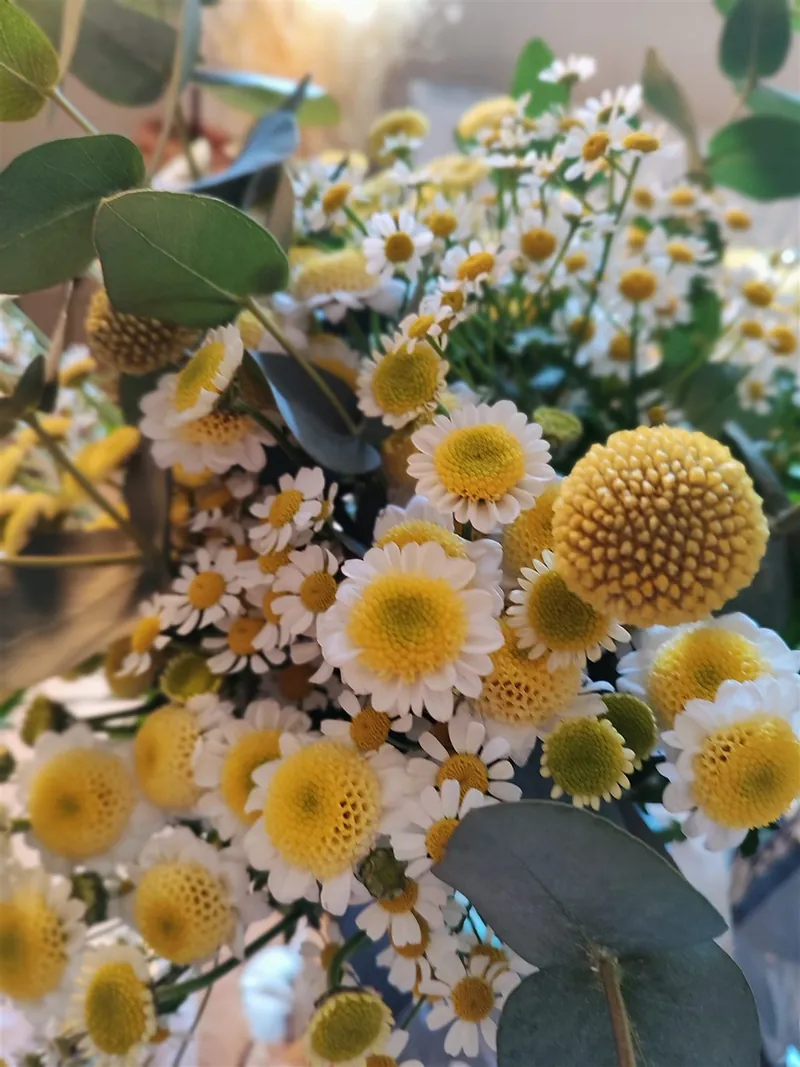 Sommerstrauß mit Kamille, Craspedia und Eukalyptus